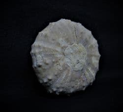 Pseudodiadema species