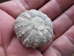 Pseudodiadema species