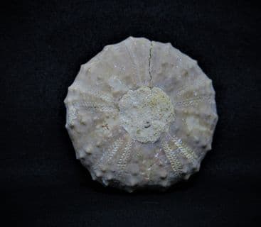 Pseudodiadema species