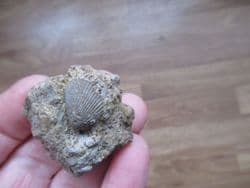 Pseudolimea duplicata from Sengenthal