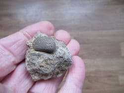 Pseudolimea duplicata from Sengenthal