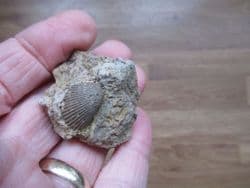 Pseudolimea duplicata from Sengenthal