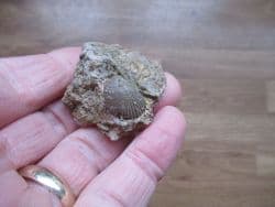 Pseudolimea duplicata from Sengenthal