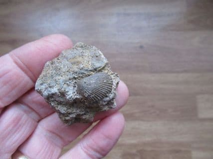 Pseudolimea duplicata from Sengenthal