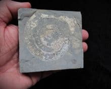 Psiloseras (Caloceras) johnstoni