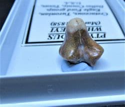 Ptychodus whippleyi  Shark tooth