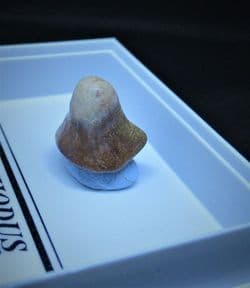 Ptychodus whippleyi  Shark tooth