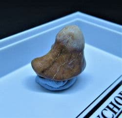 Ptychodus whippleyi  Shark tooth
