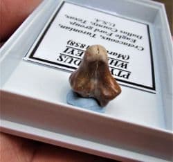 Ptychodus whippleyi  Shark tooth