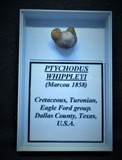 Ptychodus whippleyi Shark tooth