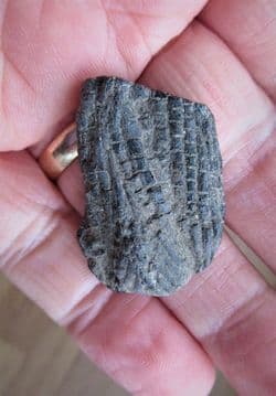 Ptycholepis curta fish Dorsal fin,from Lyme Regis.
