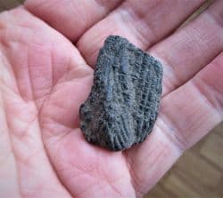 Ptycholepis curta fish Dorsal fin,from Lyme Regis.