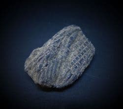 Ptycholepis curta fish Dorsal fin,from Lyme Regis.