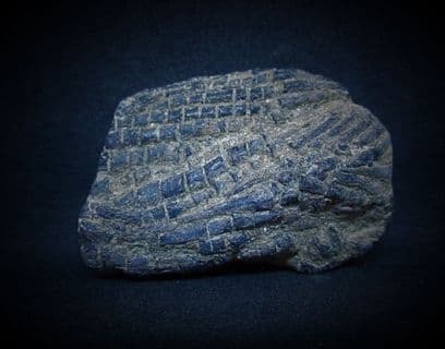 Ptycholepis curta fish Dorsal fin,from Lyme Regis.