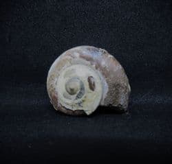 Ptychomphalus expansus