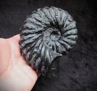 Pulchellia (Heinzia) galeatoides from the Cretaceous