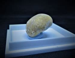 Pygorhytis ringens inferior Oolite sea urchin