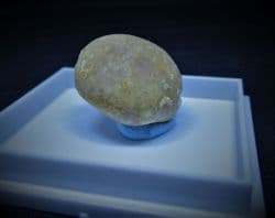 Pygorhytis ringens inferior Oolite sea urchin