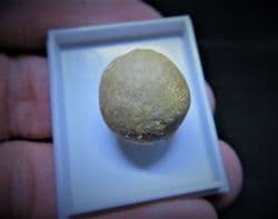 Pygorhytis ringens inferior Oolite sea urchin