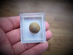 Pygorhytis ringens inferior Oolite sea urchin