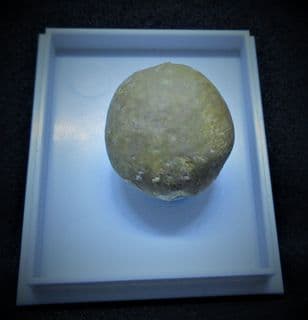 Pygorhytis ringens inferior Oolite sea urchin