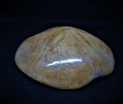 Pygurus (mepygurus) depressus