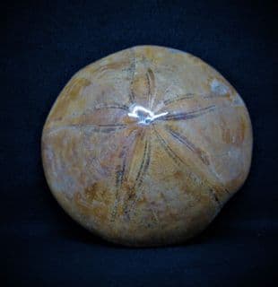 Pygurus (mepygurus) depressus