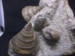 Pyrgotrochus  elongatus