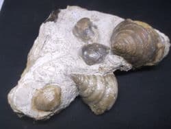 Pyrgotrochus  elongatus