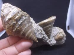 Pyrgotrochus  elongatus