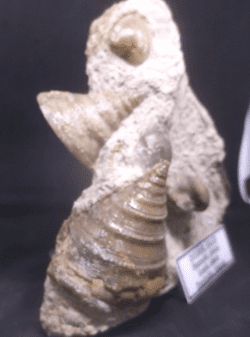 Pyrgotrochus  elongatus