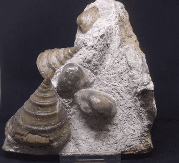 Pyrgotrochus elongatus