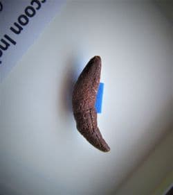 Raccoon incisor from Florida