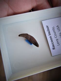 Raccoon incisor from Florida