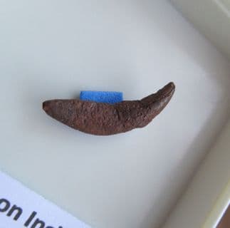 Raccoon incisor from Florida