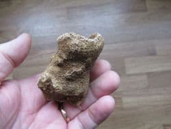 Raphidonema contortum (Hinde)