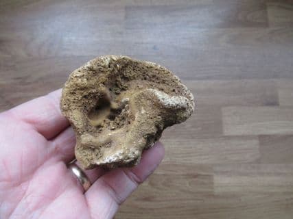 Raphidonema contortum (Hinde)