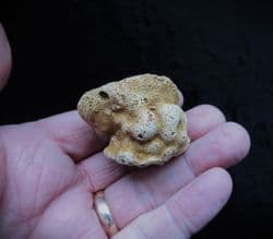 Raphidonema faringdonense sponge