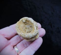 Raphidonema faringdonense sponge