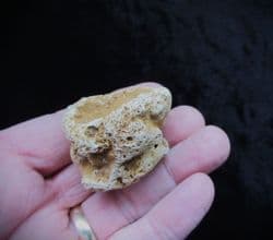 Raphidonema faringdonense sponge
