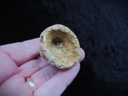 Raphidonema faringdonense sponge