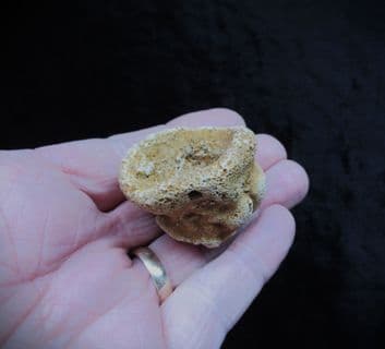 Raphidonema faringdonense sponge