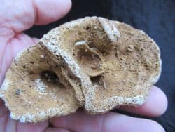 Raphidonema macropora (Sharpe)