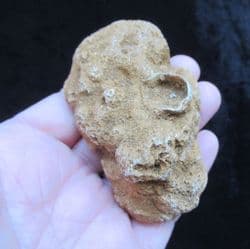 Raphidonema macropora (Sharpe)