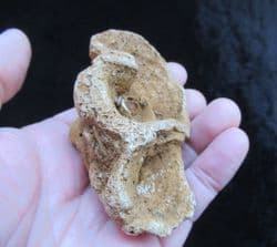 Raphidonema macropora (Sharpe)