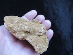 Raphidonema macropora (Sharpe)