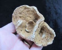 Raphidonema macropora (Sharpe)