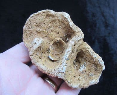 Raphidonema macropora (Sharpe)