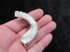 Rastellum carinatum exotic oyster