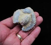 Rastellum carinatum exotic oyster grouping